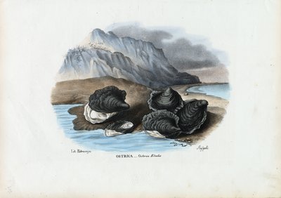 Cozze, 1863-79 da Raimundo Petraroja